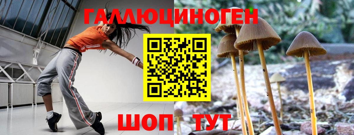 Галлюциногенные грибы Psilocybine cubensis Белгород